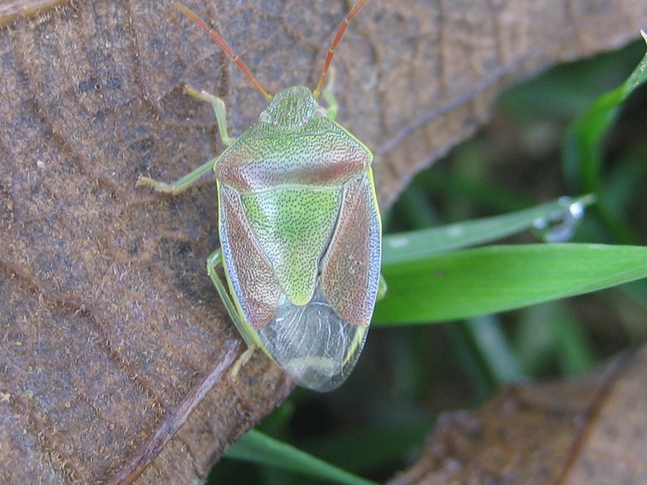 Pentatomidae: Piezodorus lituratus di Monte cane (PA)